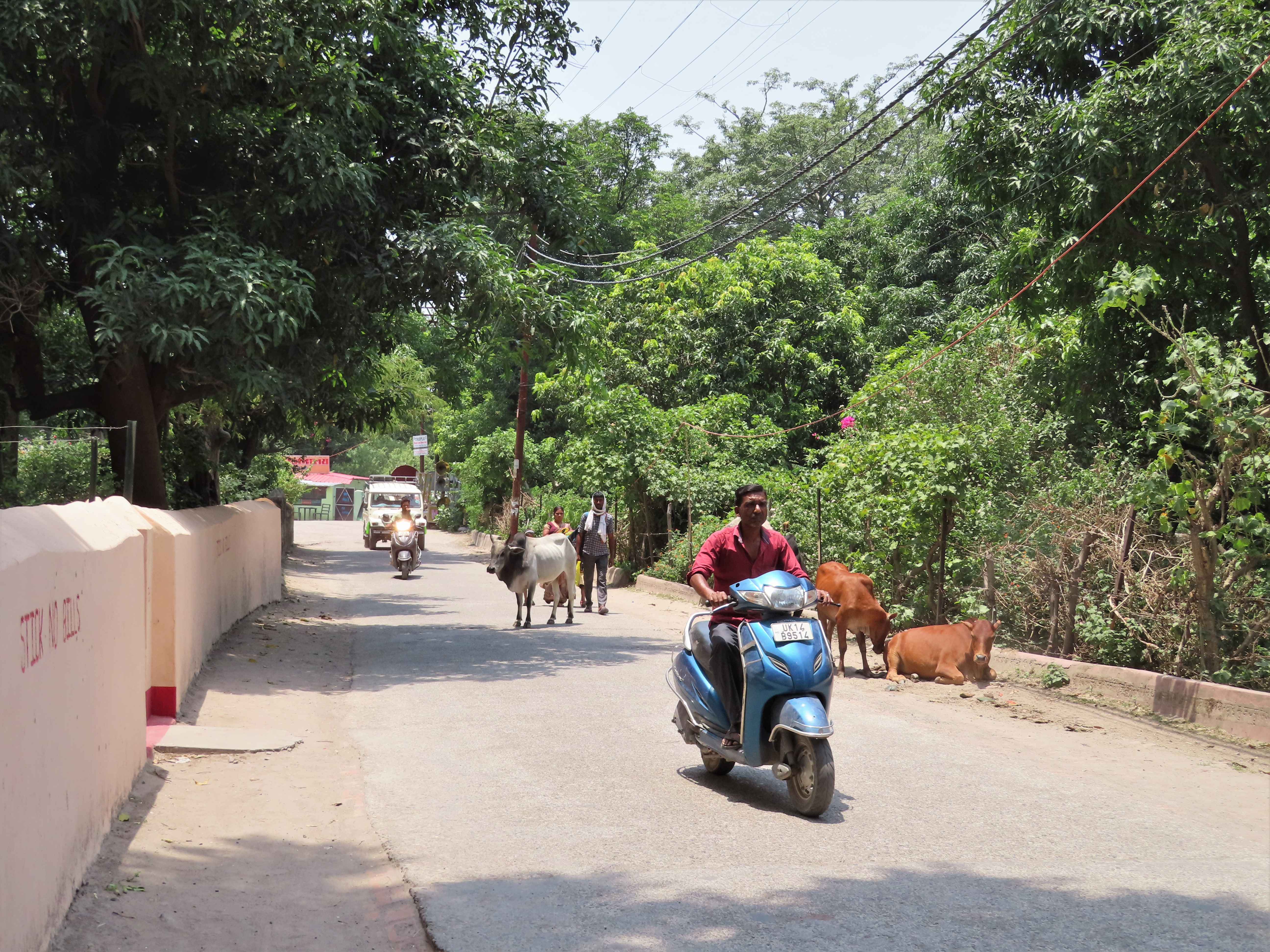 Scooter and cows on a country road, Rishikesh, Uttarakhand, India