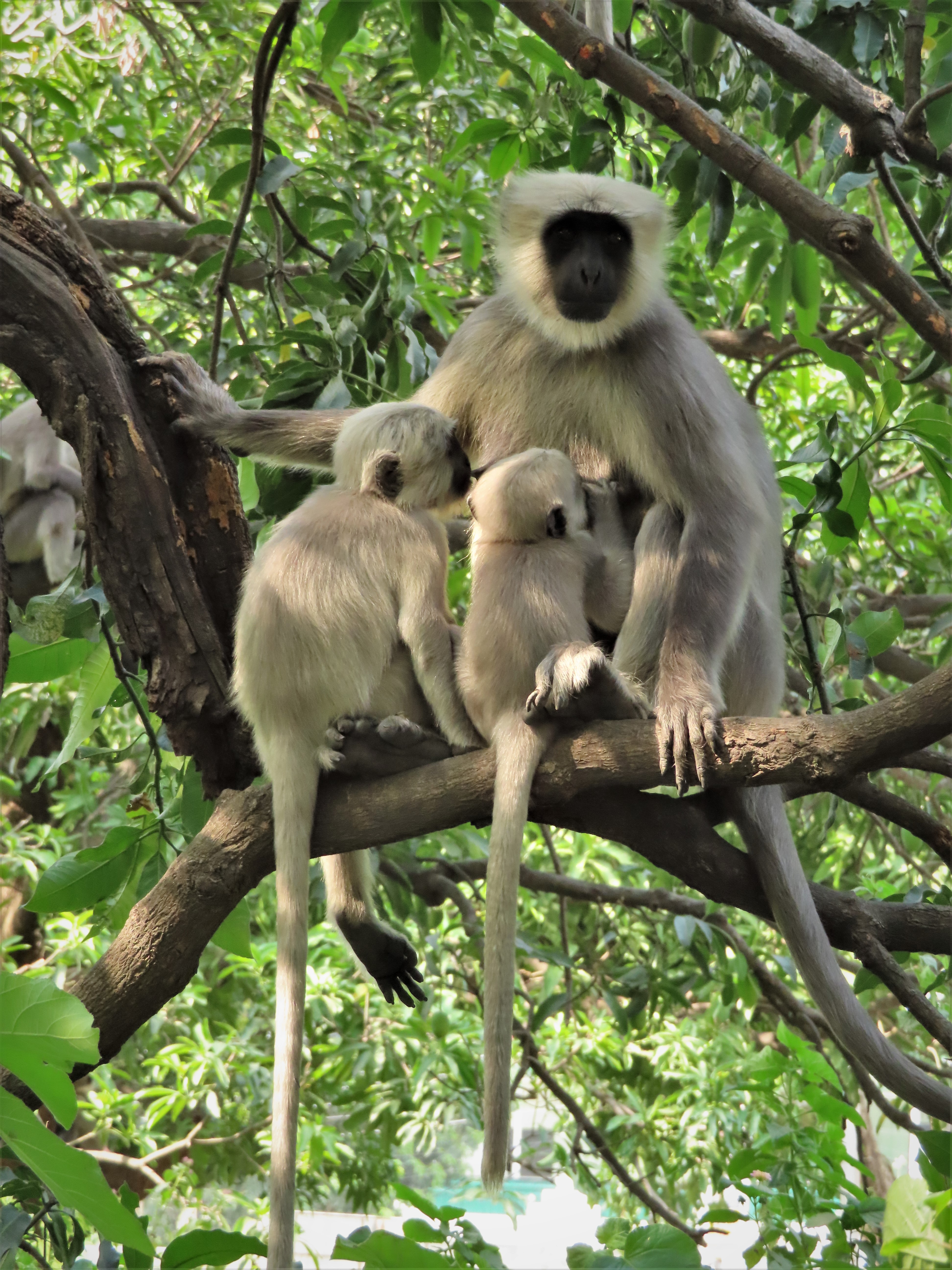 Langur monkey nursing two baby monkeys in Rishikesh, Uttarakhand, India.