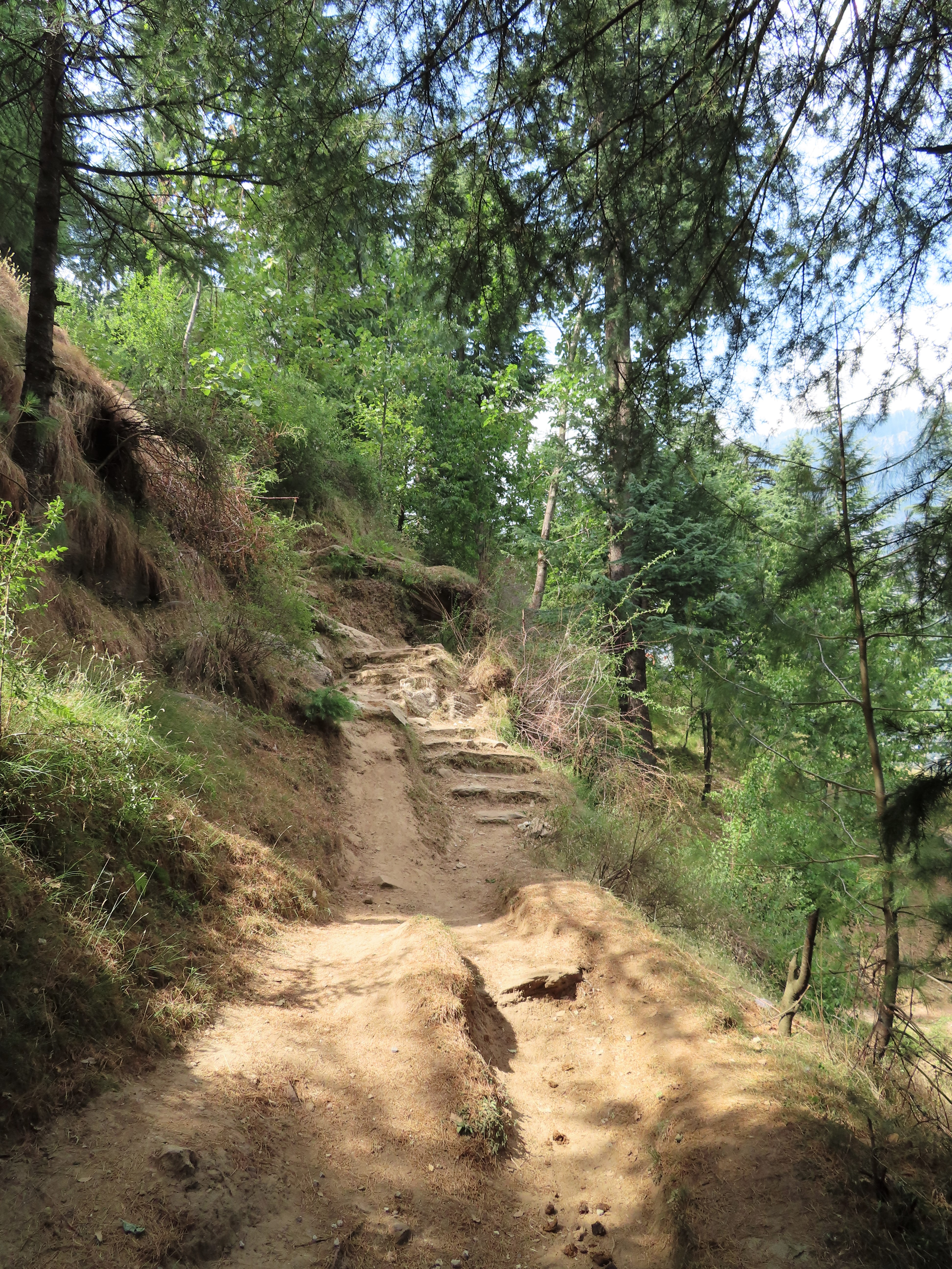 Hiking trail in the forest near Old Manali, India.