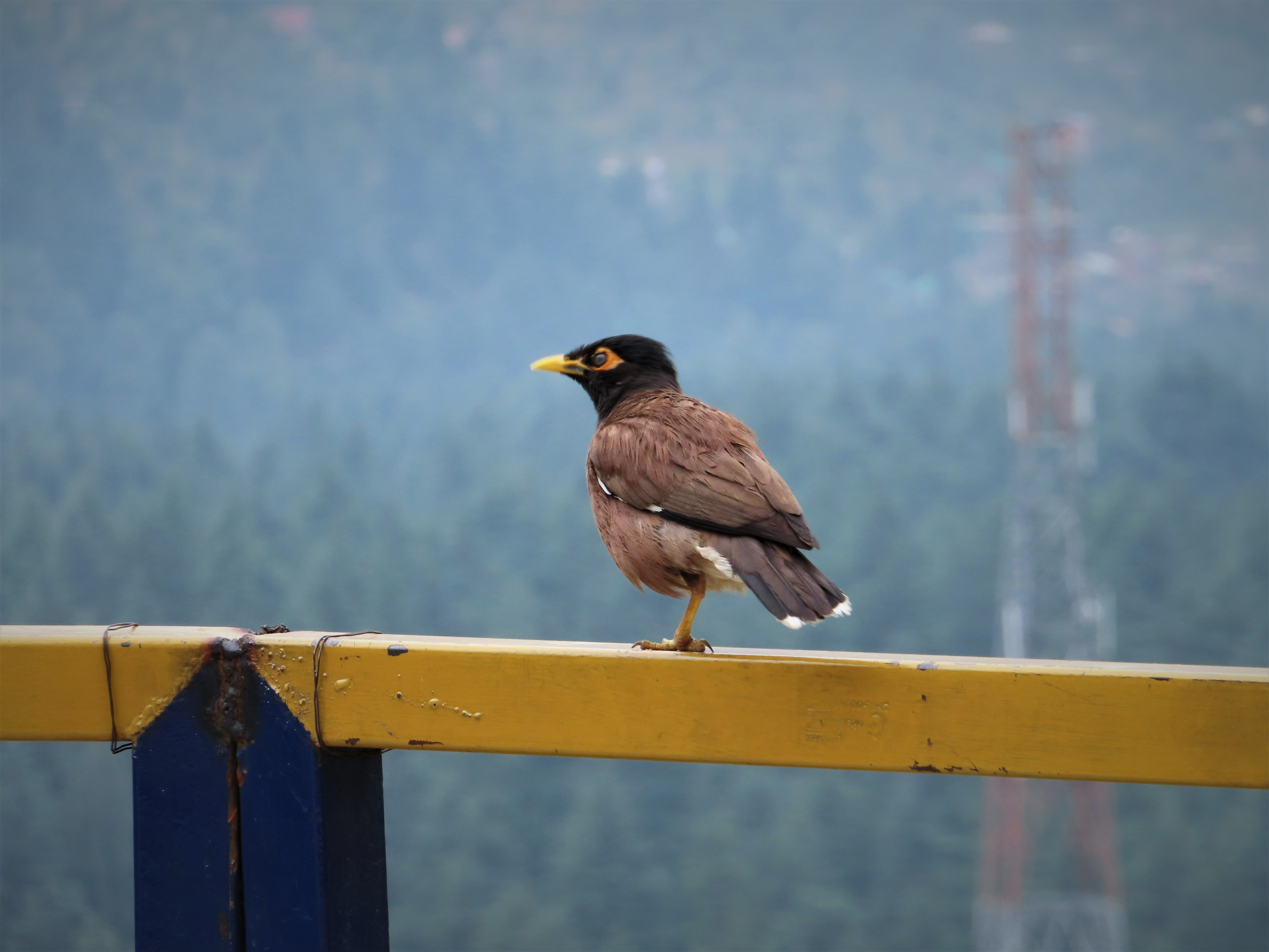 Local bird in Old Manali, India.