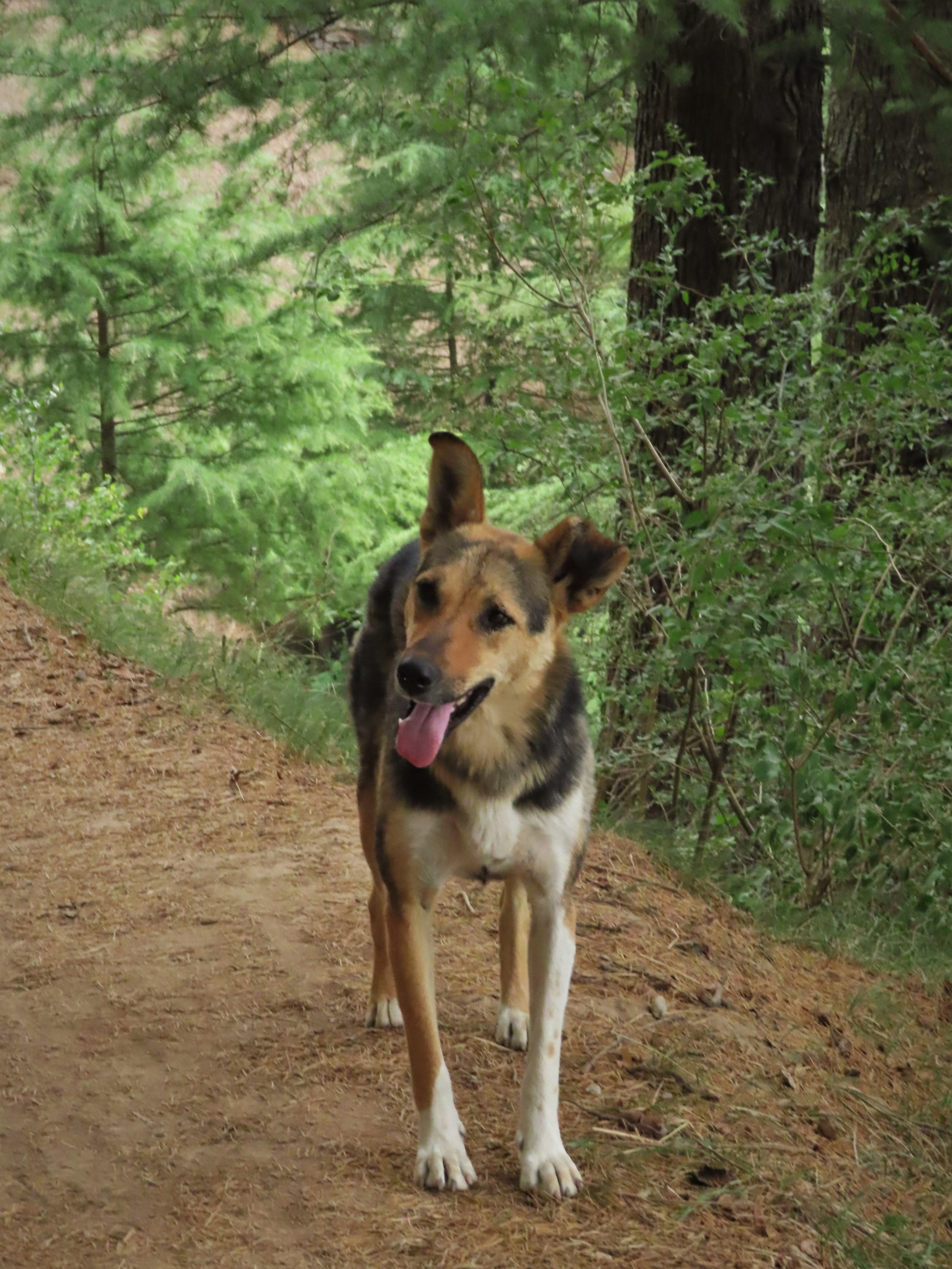 Dog on a hiking trail in the forest near Old Manali, India.