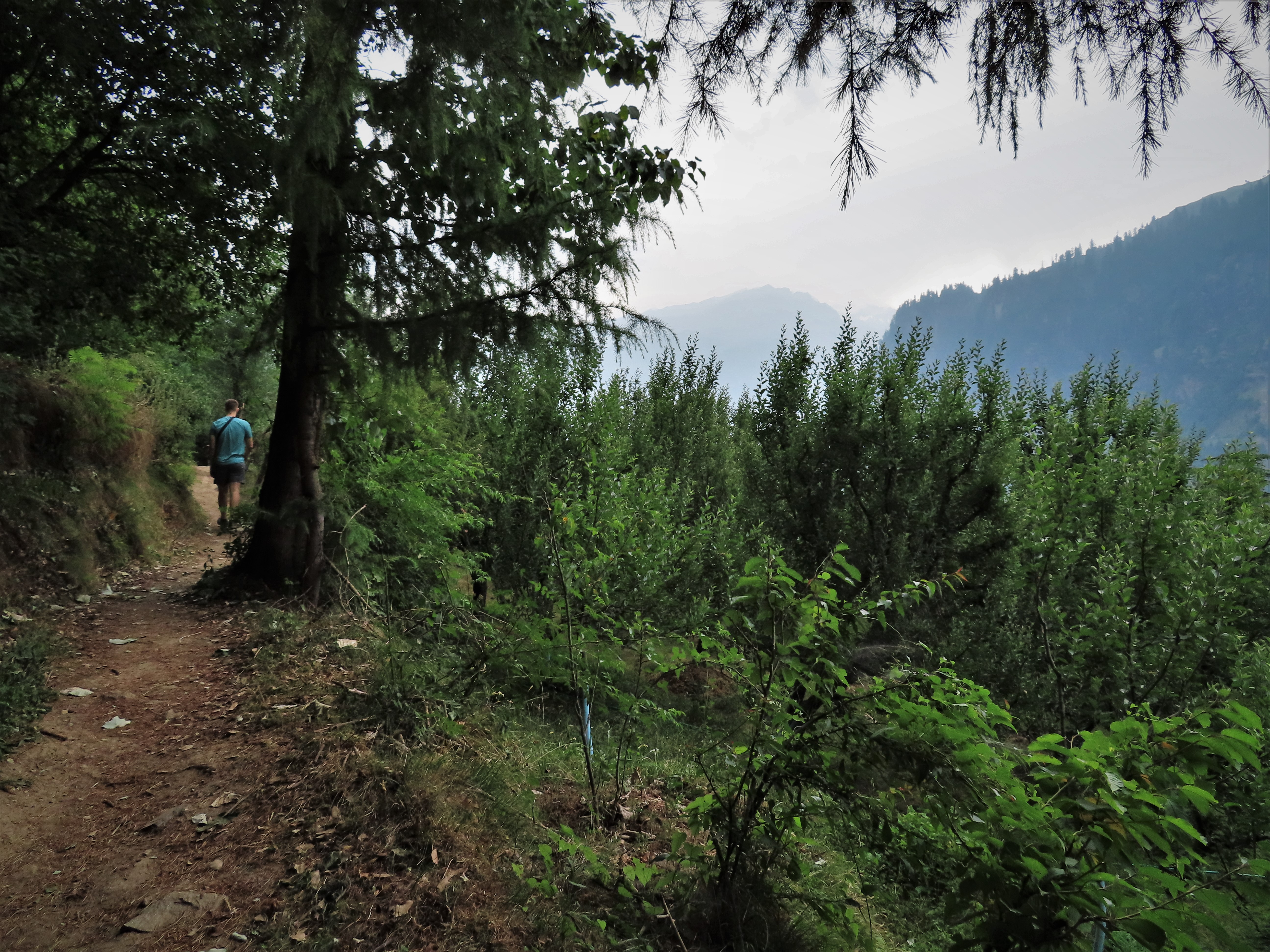 Hiking trail in the forest near Manali, India.