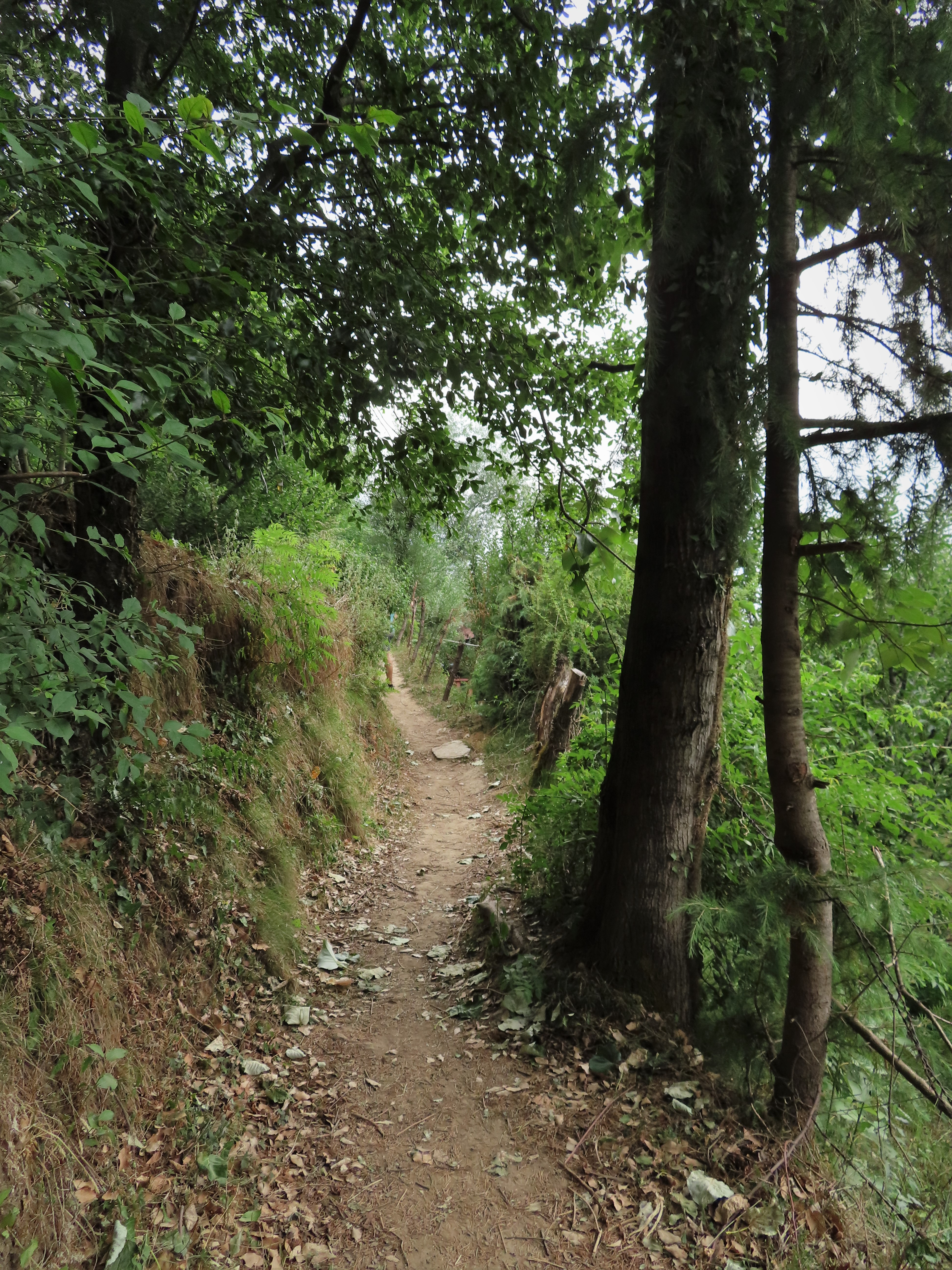 Hiking trail in the forest near Manali, India.