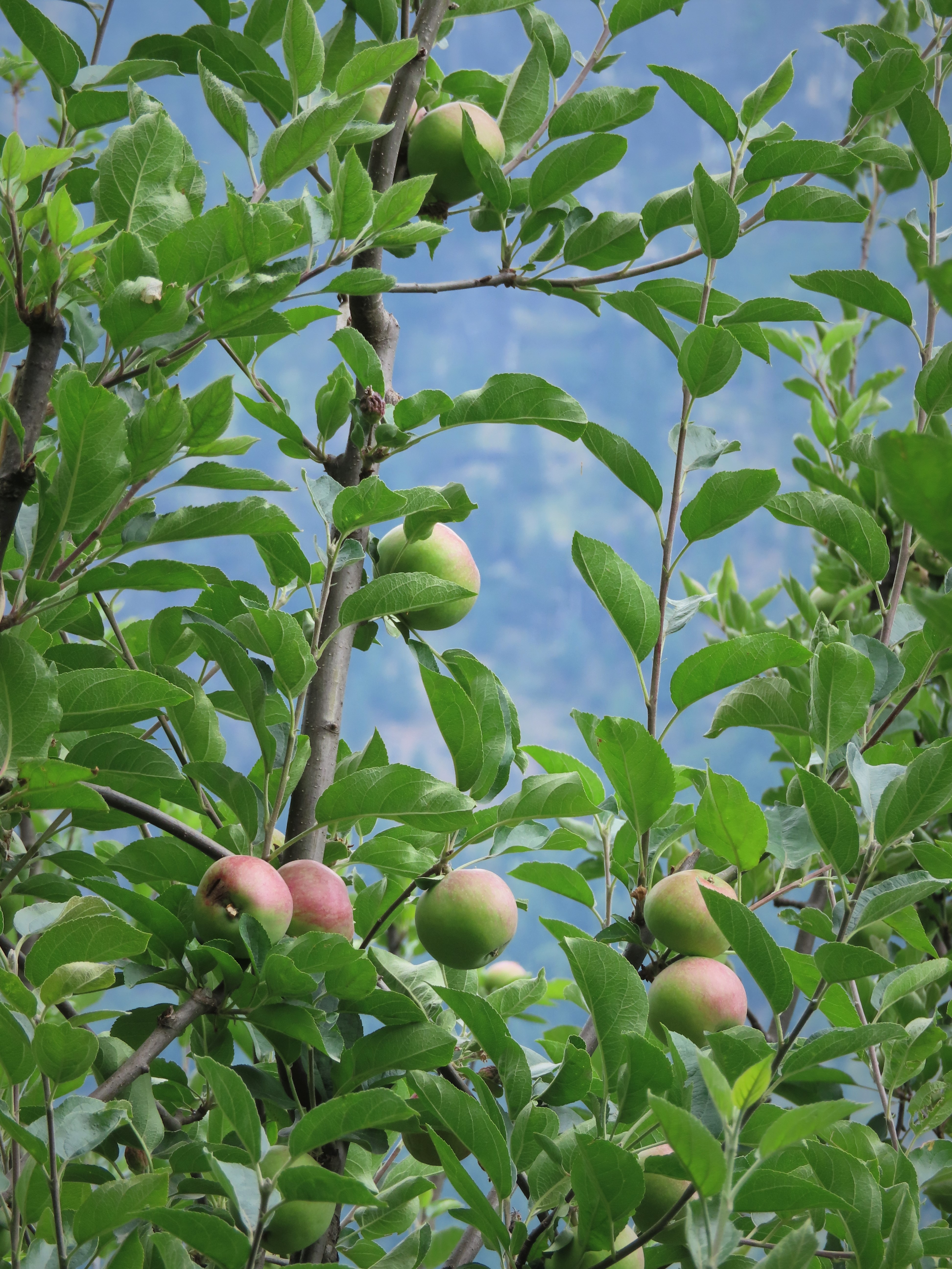 Close-up of apples in an apple tree in an orchard near Manali, India.
