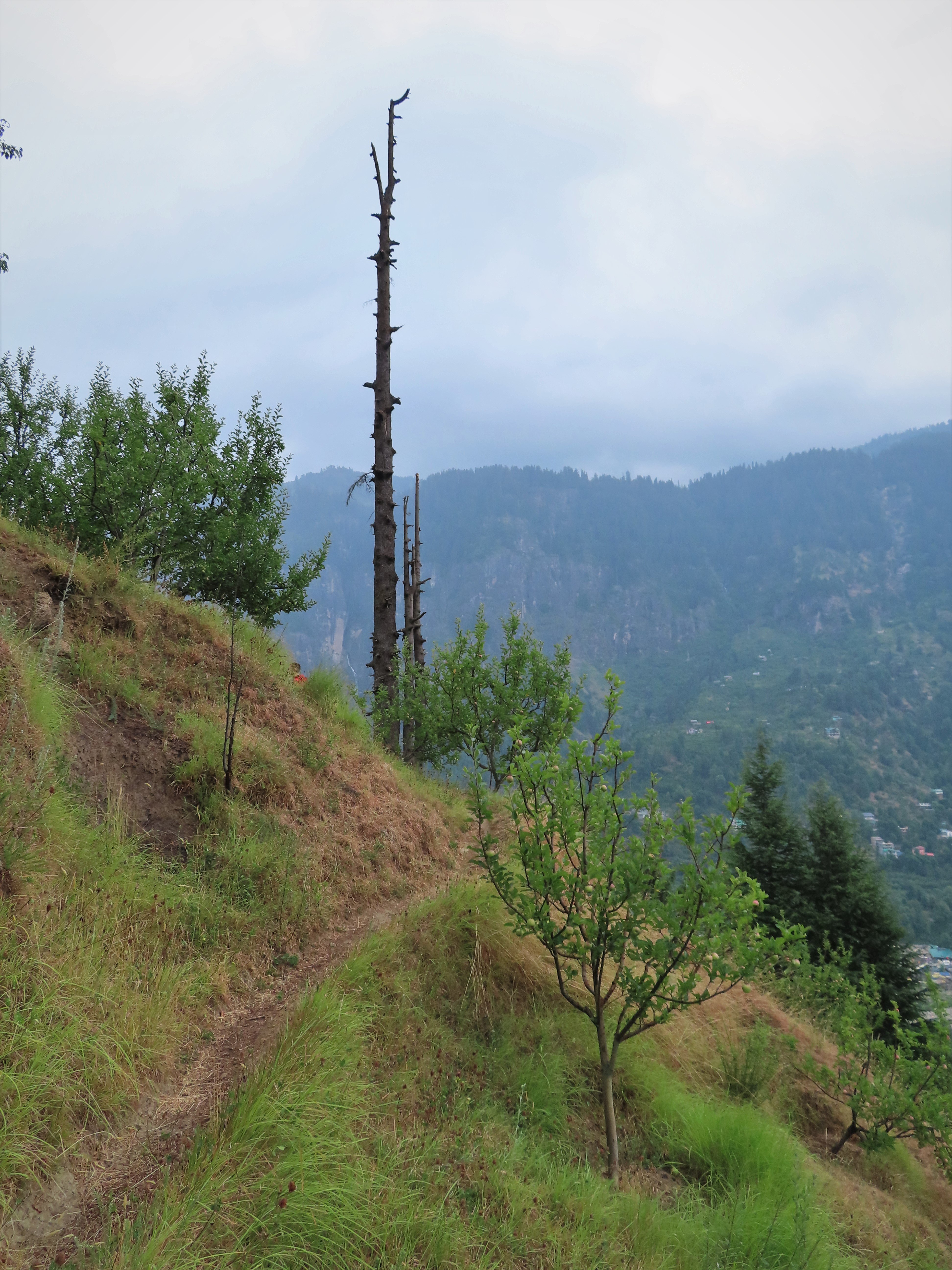 Hiking trail on the mountainside of the Beas valley near Manali, India.