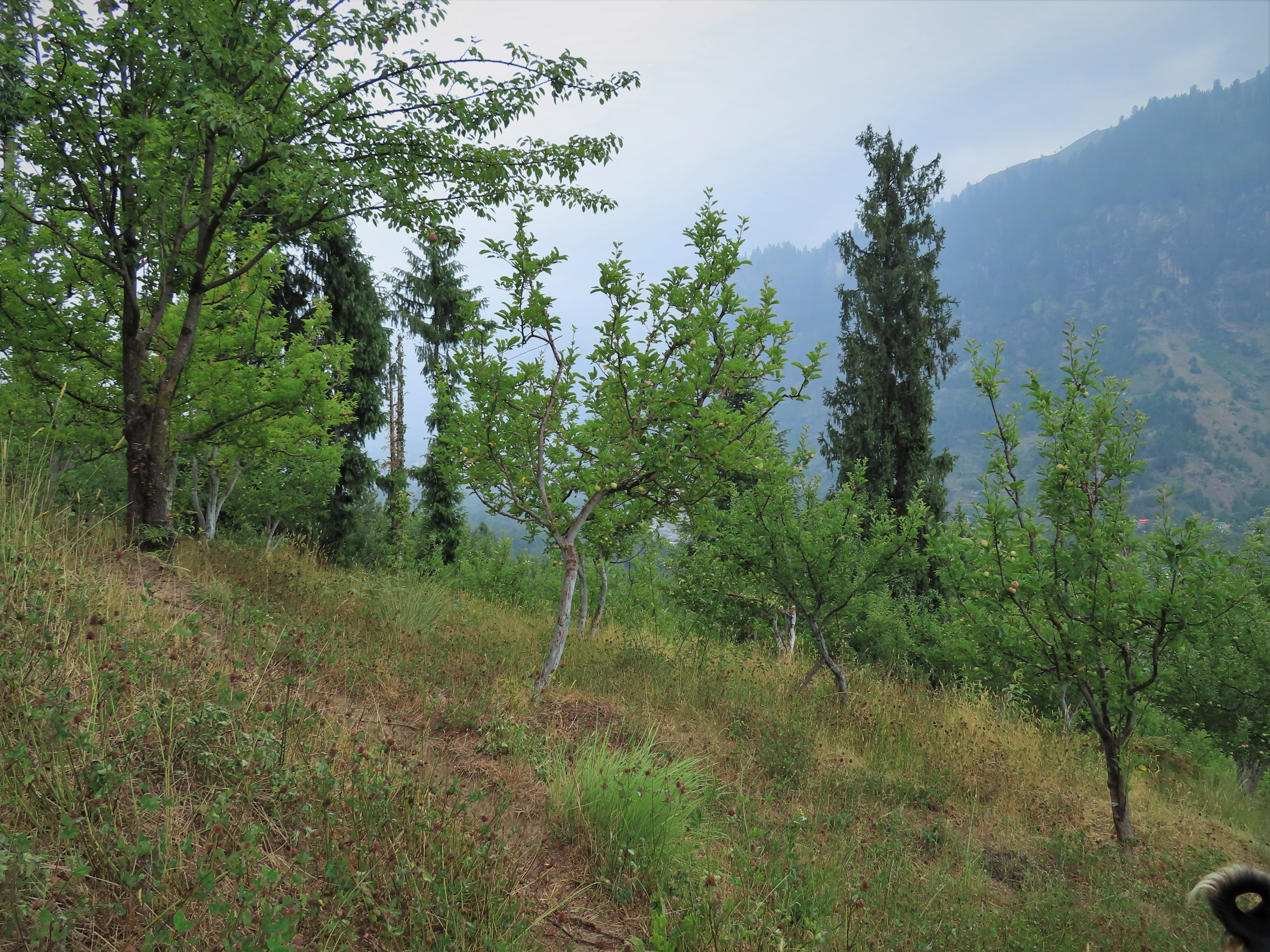 Apple orchard on a mountain side near Manali, India.
