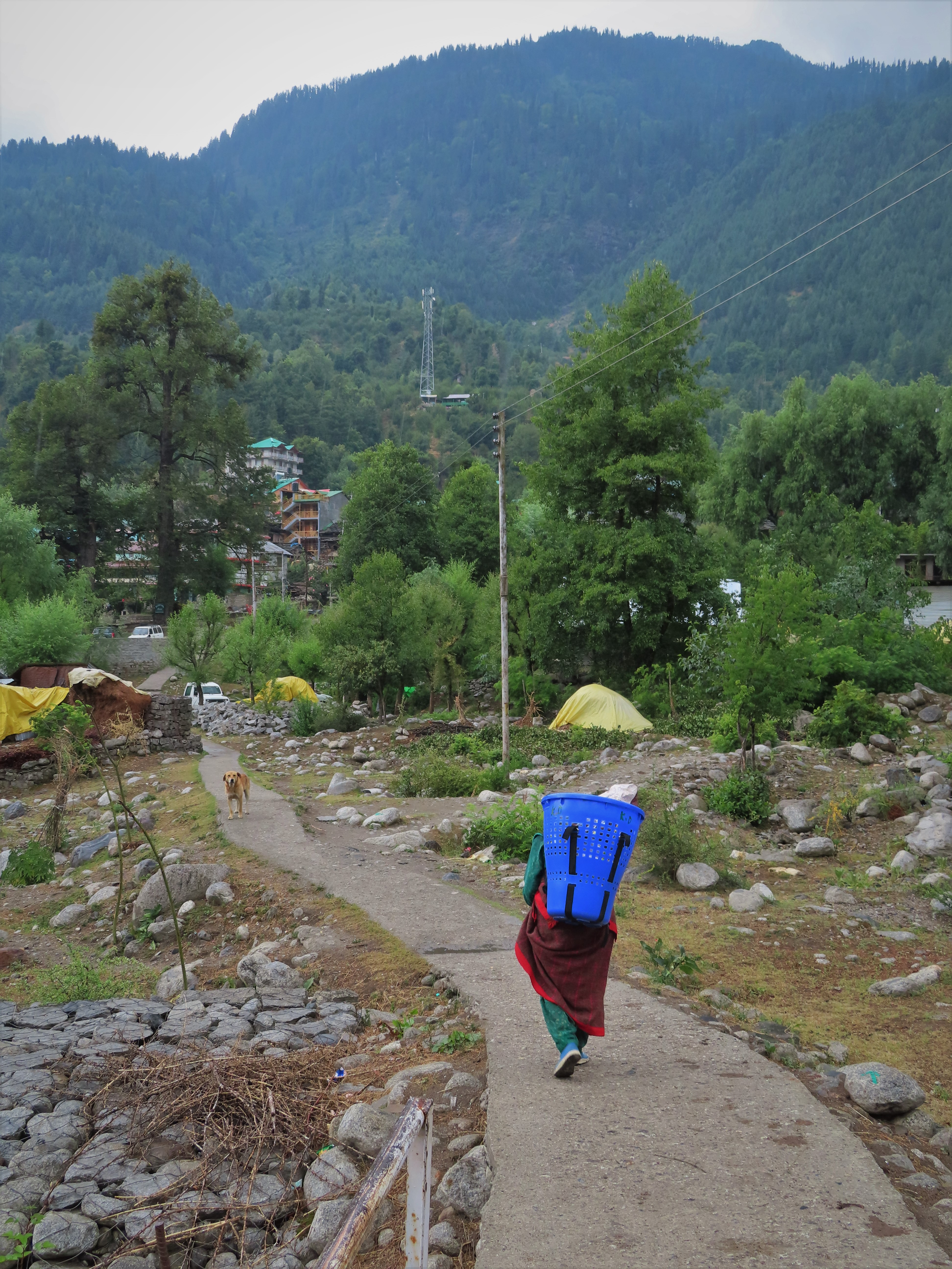 Woman in traditional clothing with basket on her back near Goshal village, northern India.