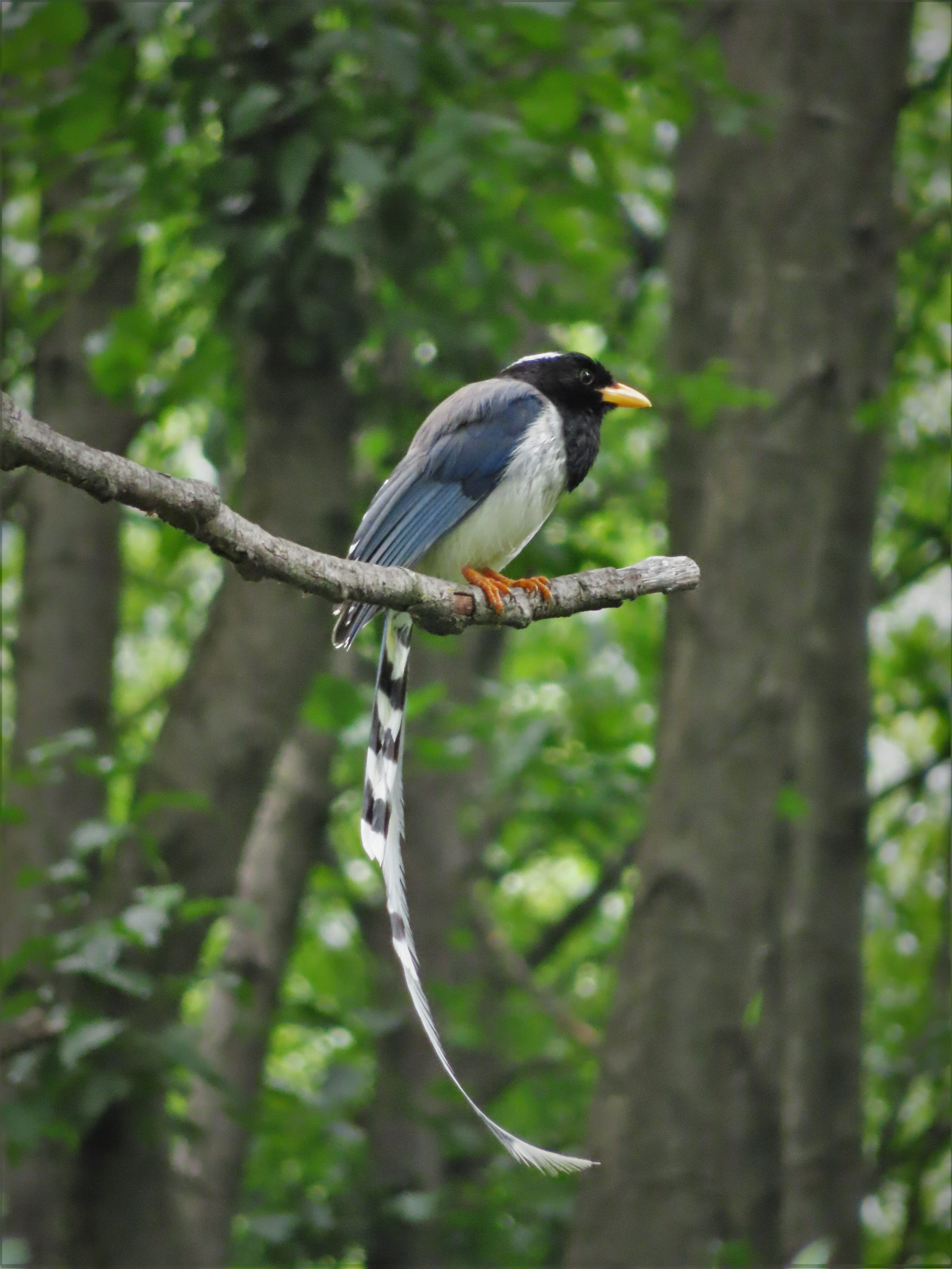 Local bird in the forest near Goshal, northern India.