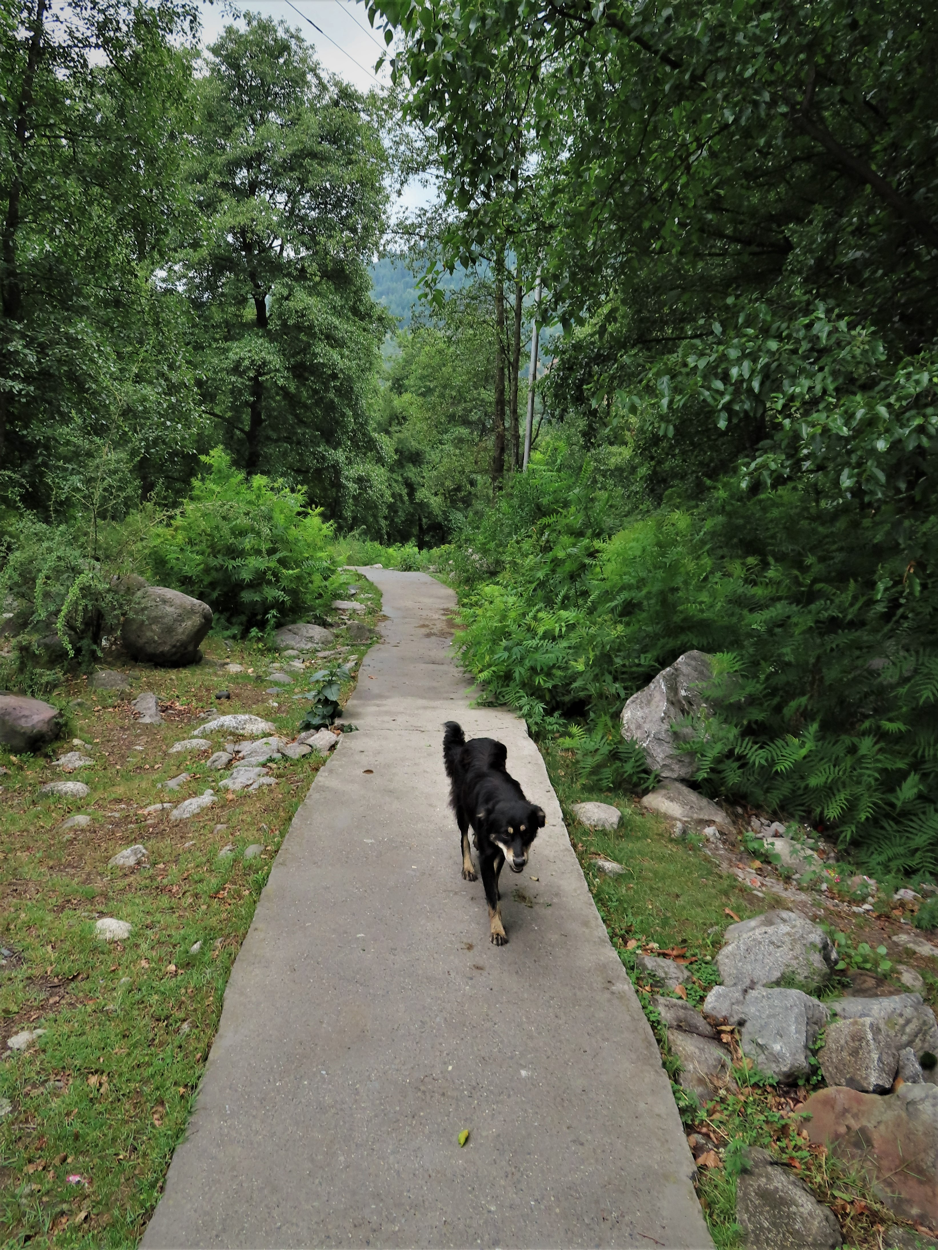 Dog on a hiking trail in the forest near Goshal, northern India.