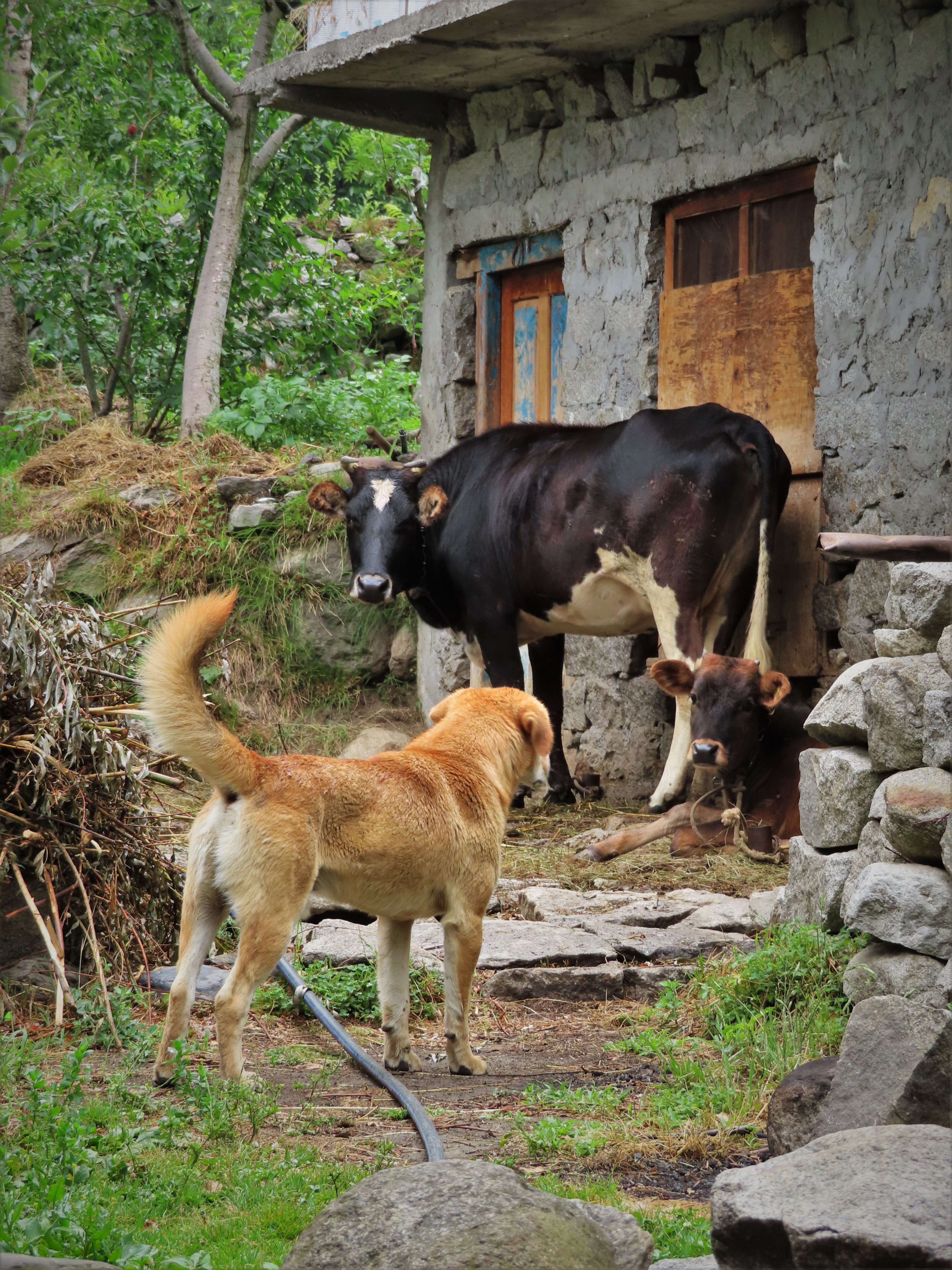 Cows and a dog near the village of Goshal, northern India.
