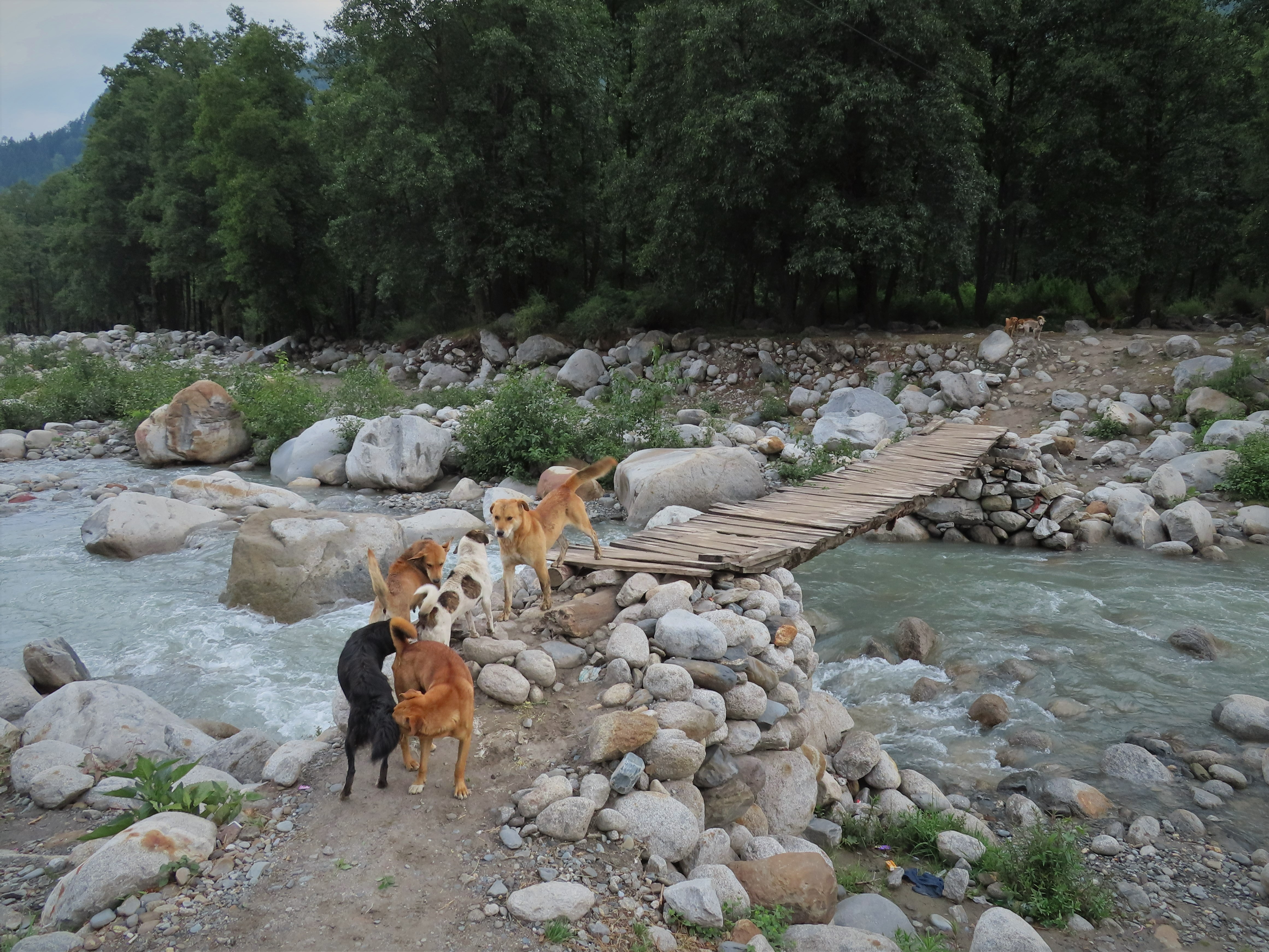 Dogs near wooden pedestrian bridge between Goshal and Vashisht, northern India.
