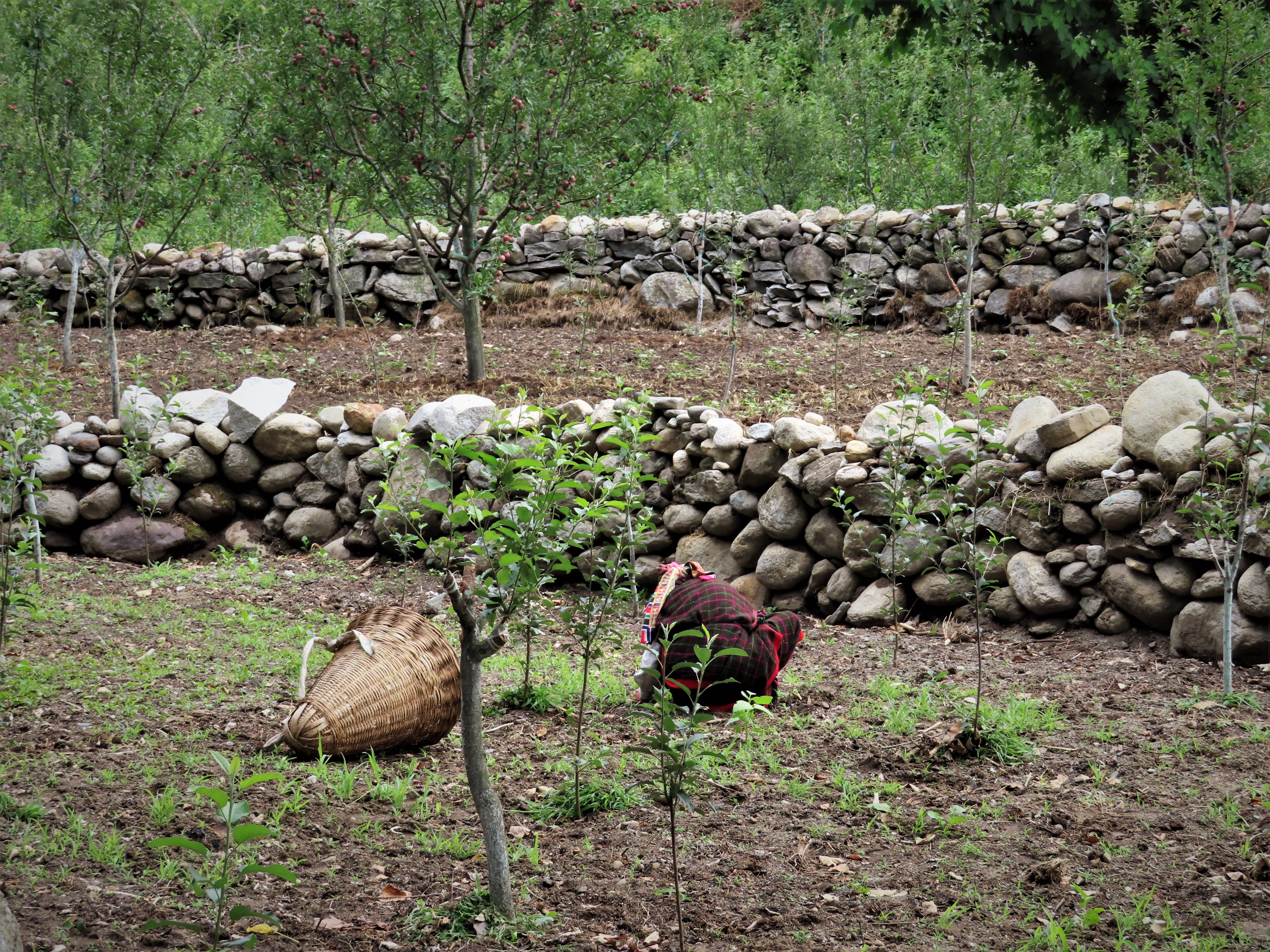 Woman in local attire working in a field near Goshal, northern India