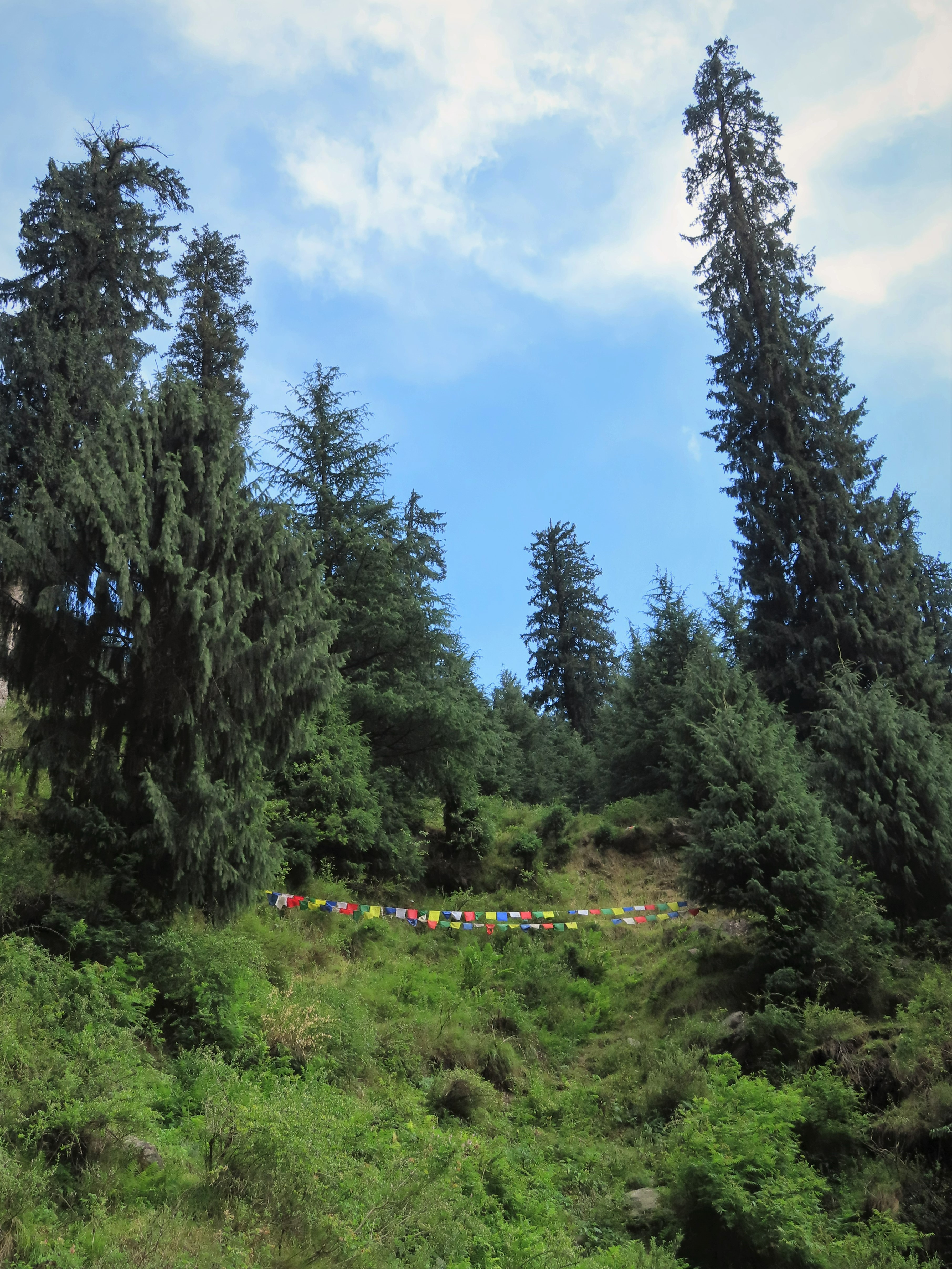 Buddhist prayer flags on the mountainside in Vashisht, northern India.