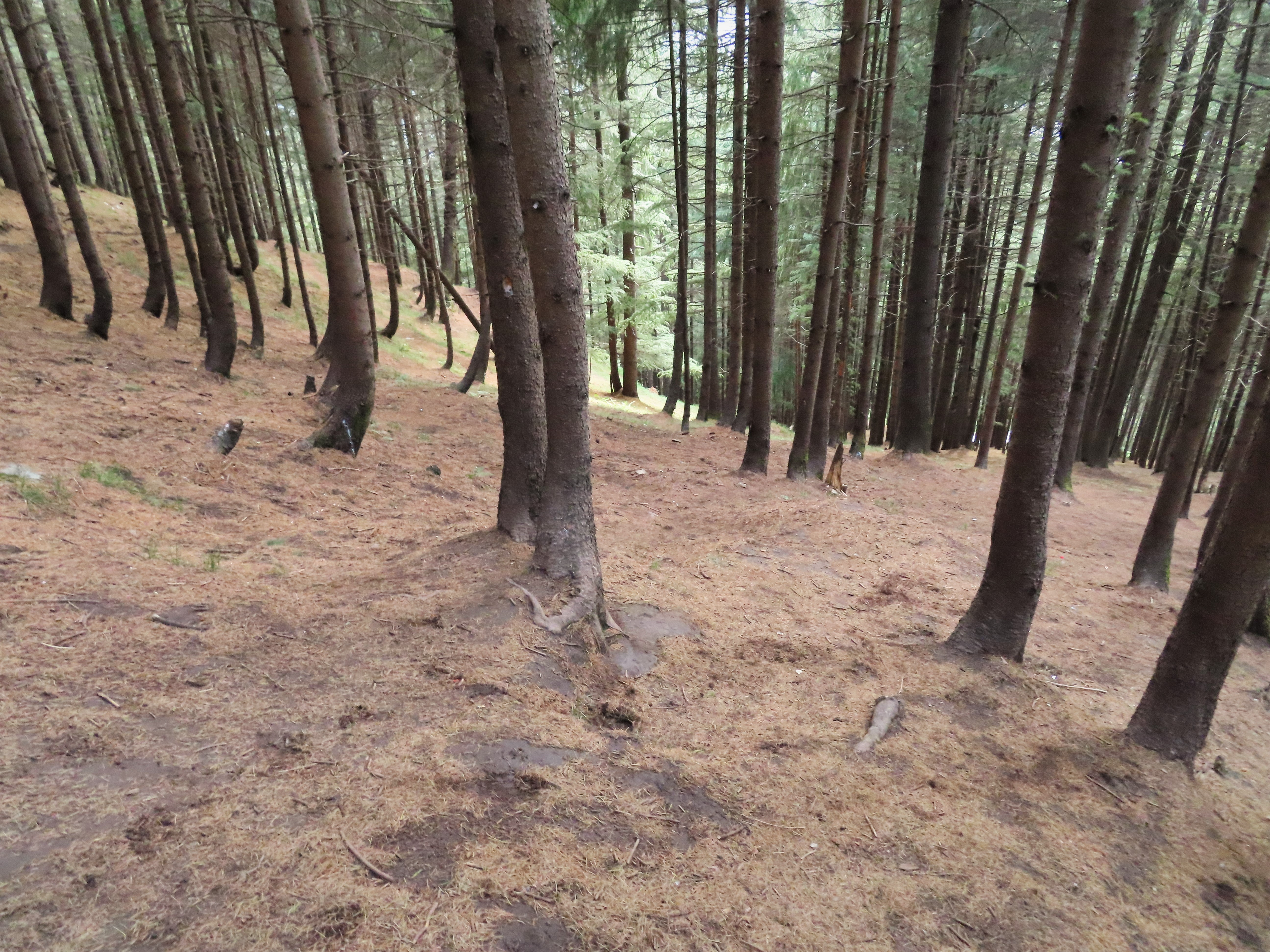 Forest on the trail leading to the higher Jogini waterfall in Vashisht, India.